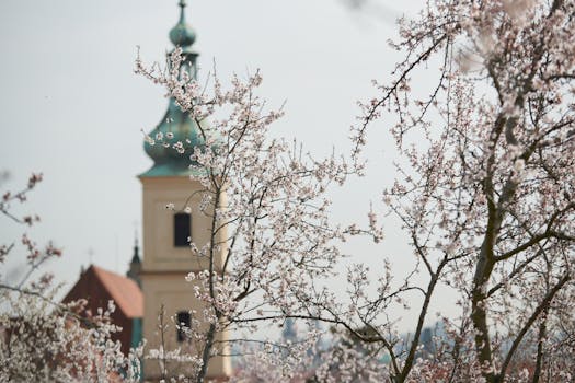 Objevte Rozkvět České Kinematografie v Praze v Rok 2024